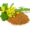 CEMEHA SEEDS - Seeds Yellow Mustard Non GMO Vegetable for
