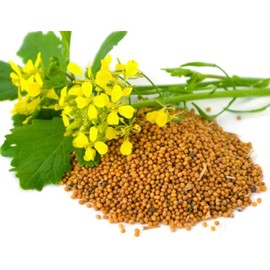 CEMEHA SEEDS - Seeds Yellow Mustard Non GMO Vegetable for Planting 500 Seeds