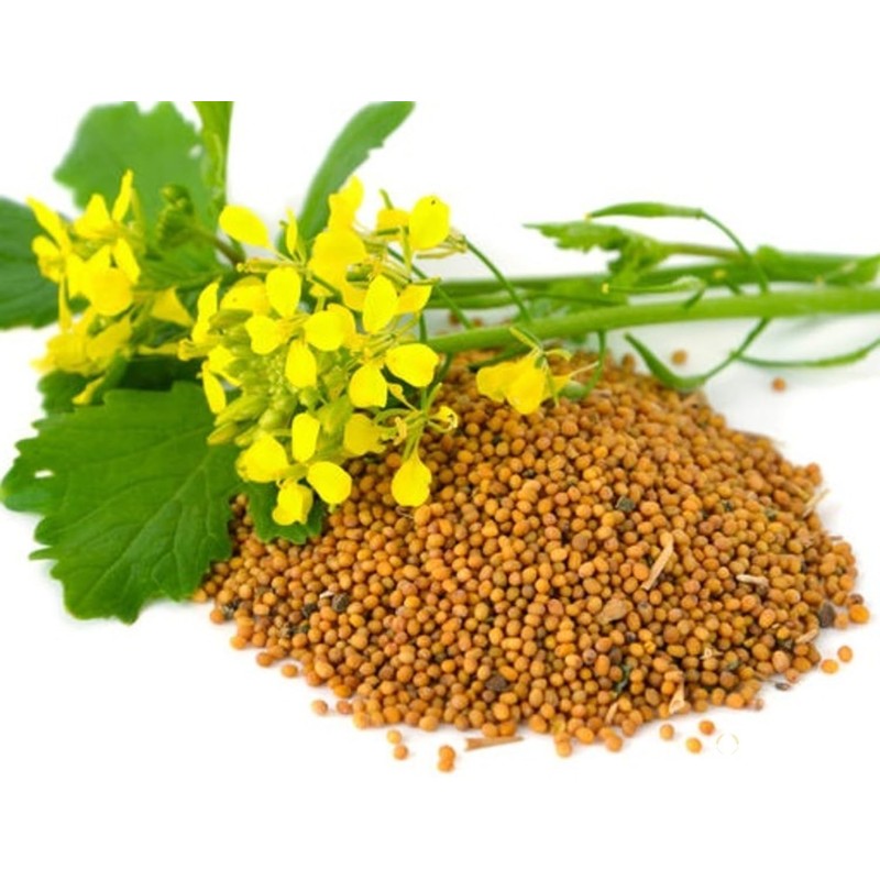 CEMEHA SEEDS - Seeds Yellow Mustard Non GMO Vegetable for