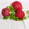 Outsidepride Strawberry Indian - 5000 Seeds