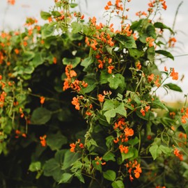 Scarlet Runner Bean - 25 Seeds - Heirloom Bean Variety, Non-GMO Runner Bean Seeds for Planting in The Home Garden, Thresh Seed Company