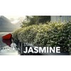 Star Jasmine | 10 Live Plants | Trachelospermum Jasminoides |