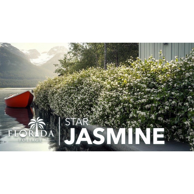 Star Jasmine | 10 Live Plants | Trachelospermum Jasminoides |