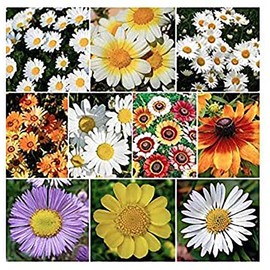 Crazy Daisy Mix Flower Seeds - Half Annual, Half Perennial and Sun to Partial Shade - .4 Oz