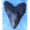 Massive 6-Inch Megalodon Shark Tooth, with serrations(Replica)