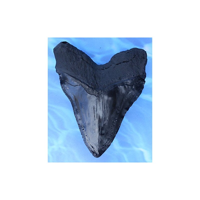 Massive 6-Inch Megalodon Shark Tooth, with serrations(Replica)