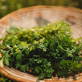 Garden Cress - 300Seeds - Heirloom & Open-Pollinated Variety, non-GMO Vegetable Seeds for Planting, Grow Your Own Salad Greens Indoors or Outdoors in Containers or the Home Garden, Thresh Seed Company