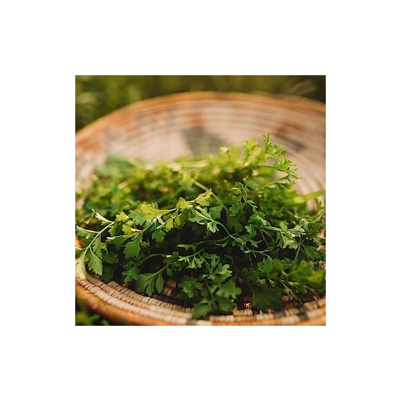 Garden Cress - 300Seeds - Heirloom & Open-Pollinated Variety, non-GMO