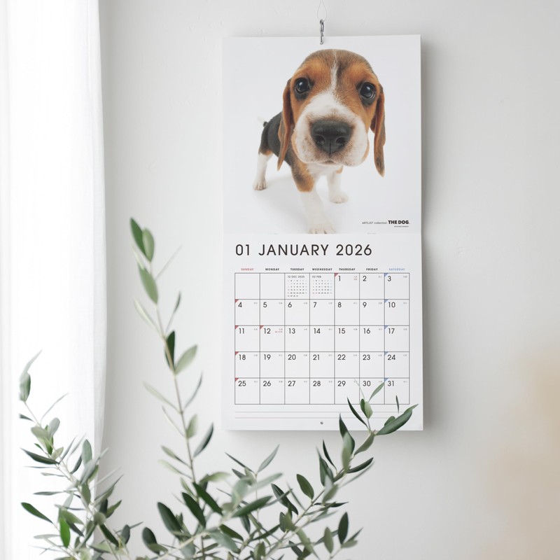 THE DOG 2026 Wall Calendar Large Size [Jack Russell Terrier]