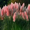 Qevjekr 1000+ Mix Pampas Grass Seeds for Planting Cortaderia Selloana