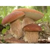 CEMEHA SEEDS Porcini Mushroom (King Boletus) Mycelium Spores Spawn Dried