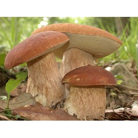 CEMEHA SEEDS Porcini Mushroom (King Boletus) Mycelium Spores Spawn Dried Organic