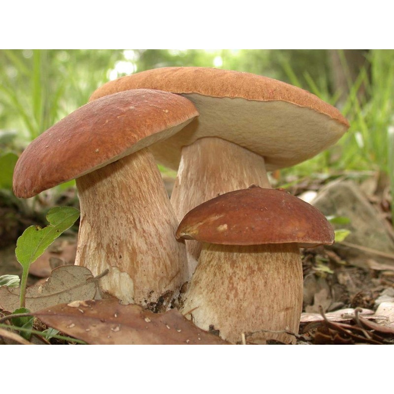 CEMEHA SEEDS Porcini Mushroom (King Boletus) Mycelium Spores Spawn Dried