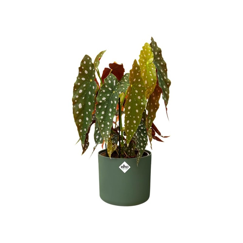 Elho B.for Soft Flower Pot