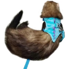 Anelekor Ferret Harness and Leash Set Small Animals Vest Harness with Safe Bell Dinosaur Shaped Walking Clothes for Baby Rabbit Guinea Pig Teacup Chihuahua Mouse and Other Small pet.(Blue Dinosaur)