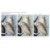 John James Audubon's"Snowy Owl" Happy New Year 2021 Color Variety