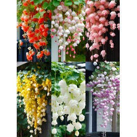 1000 Pcs Weeping begonia flower seedsclimbing plants easy to live four seasonsplanting flowering indoor and outdoor plantsflowers garden plant