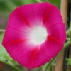 Outsidepride 500 Seeds Annual Ipomoea Purpurea Morning Glory Crimson Rambler