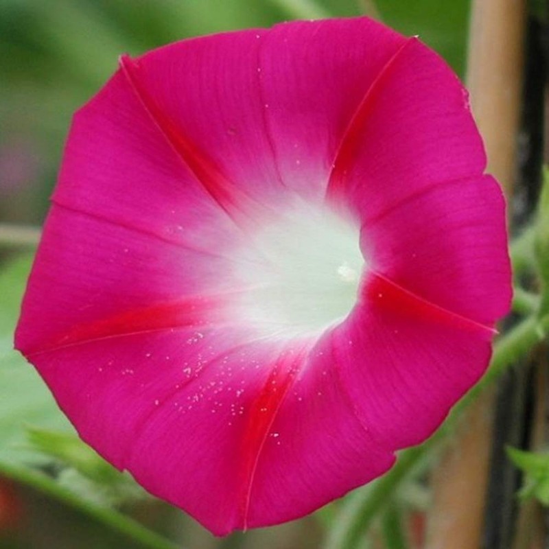 Outsidepride 500 Seeds Annual Ipomoea Purpurea Morning Glory Crimson Rambler