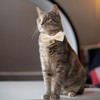 YUDOTE Cotton Breakaway Cat Collar with Bow Tie and Bell,