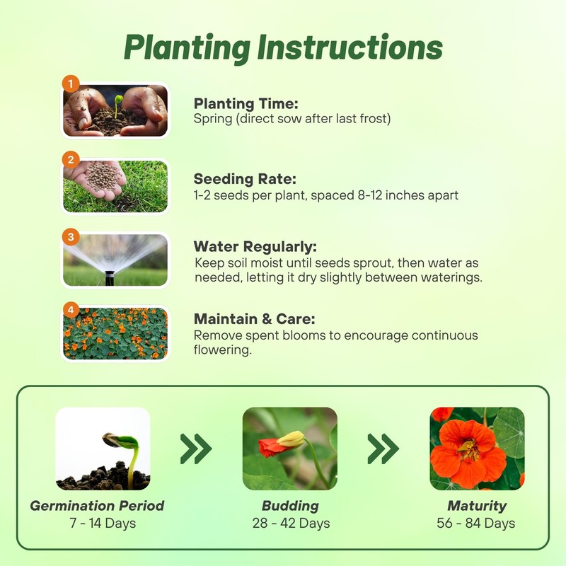 Outsidepride Double Gleam Orange Nasturtium Seeds - 200 Pcs Annual,