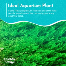 Flame Moss (Taxiphyllum 'Flame') (3 Portions, 4 Ounce Cup)