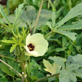 10 Seeds Okra (Abelmoschus esculentus)