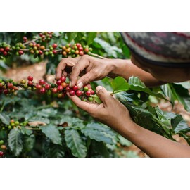 Java Planet, Organic Coffee Beans, Guatemalan Single Origin, Fair Trade, Gourmet Low Acid Medium Roast of Arabica Whole Bean Coffee, Certified Organic, Smithsonian Bird Friendly Certified, Two 1LB Bags