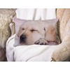 BGBDEIA Dog Lumbar Cushion Cover 30X50cm 12x20 Inch Decorative Bedroom