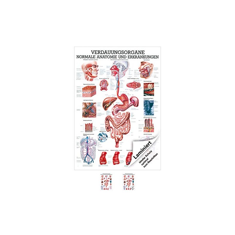 Digestive Organs Mini Poster Anatomy 34x24 cm Medical Teaching Medium