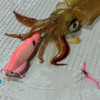 Daiwa SQF25BP Zebra 2.5 EMIM Dropper