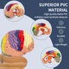 SFXYJ Human Brain Model 2 Times Life Size,Brain Anatomy Model,