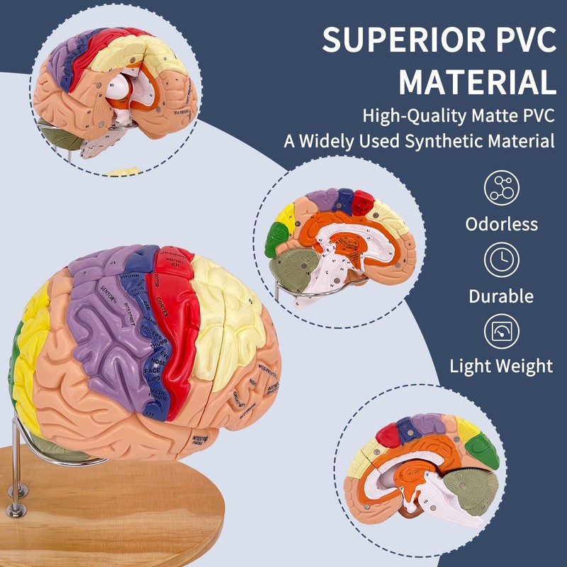 SFXYJ Human Brain Model 2 Times Life Size,Brain Anatomy Model,