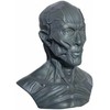 Iwamatu Human Body Anatomy Model, Head Model, Head Tendon Model,