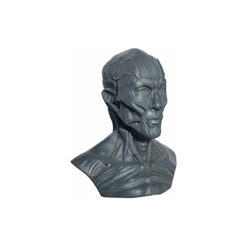 Iwamatu Human Body Anatomy Model, Head Model, Head Tendon Model,