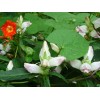 Fresh CHELONE GLABRA WHITE TURTLEHEAD FLOWER 100 SEEDS NATIVE Perennial