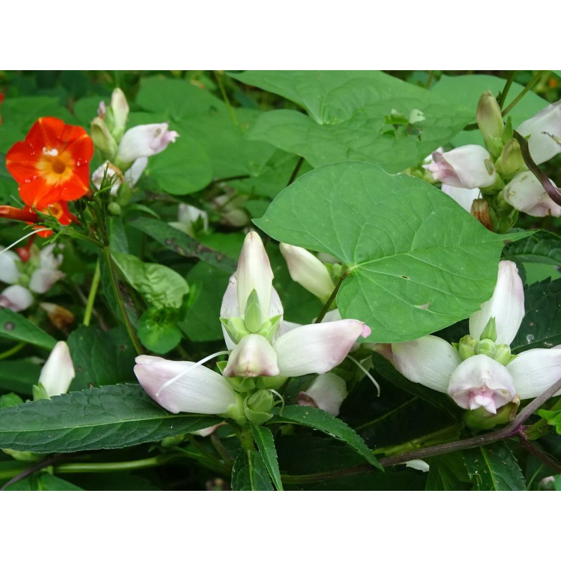 Fresh CHELONE GLABRA WHITE TURTLEHEAD FLOWER 100 SEEDS NATIVE Perennial