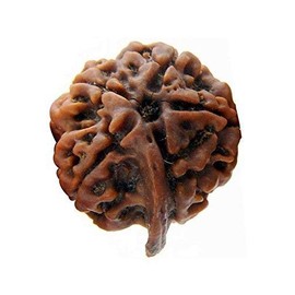 Ganesh Rudraksha Nepal Beads | Original Ganesh Ji Nepali Rudraksha Bead Rudraksha Bears a Trunk Like Elevation As is seen on the face of Lord Ganeshha ​​100% originales y certificadas Ganesh Rudraksha Beads