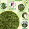 Halatool 6OZ Green Moss for Indoor Plants, 8QT Orchid Moss
