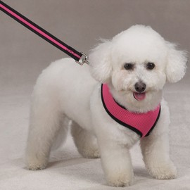 Casual Canine Mesh Dog Harness