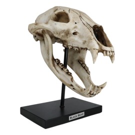 Ebros Faux Taxidermy Replica Fossil Style Black Bear Skull Baring Jaws and Teeth Statue On Museum Gallery Pole Mount and Brass Name Plate 11.25" Tall Rustic Decorative Model Skulls Bears Figurine