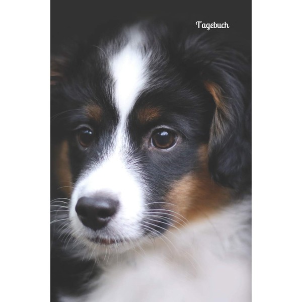Tagebuch: Australian Shepherd Aussie Mini Aussie Mini Australian Shepherd Hunderasse