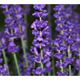 AWAD Lavendin Altitude Pure Essential Oil - 2.5 oz 75 ML + Free Carrier Oil 10 ml