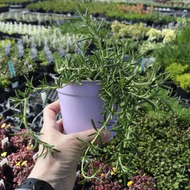 Rosmarinus Officinalis Prostratus, Trailing Rosemary, Creeping Rosemary, Fragrant Plant, Edible Herb for Culinary Use and Pleasing Ground Cover, ContainerSize: 3.5"