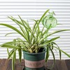 KGCCIZI Self Watering Planter Insert. Plant Watering Devices. 3-Pack Cactus