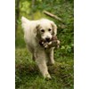Petface Heston Hedgehog Plush Dog Toy (Pack of 1)