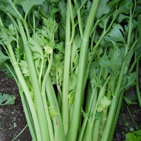 2,000 Utah 52-70 Celery Seeds for Planting Heirloom Non GMO