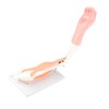 Arm Moving Model Anatomical Elbow Joint Motion Model Primary School