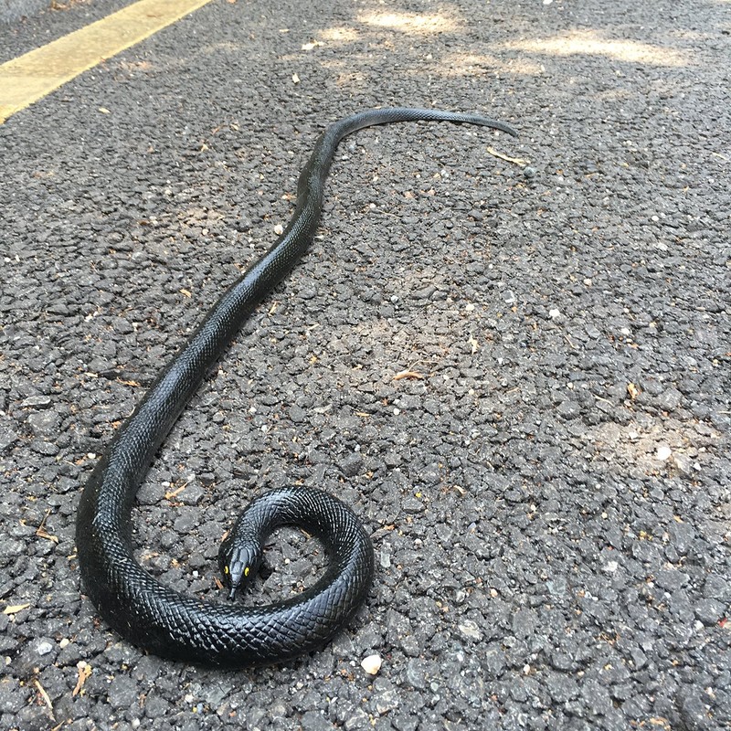 53" Rubber Snake Realistic Fake Snakes Prank Toy to Keep