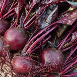 Bulls Blood Beet Seeds for Planting – Heirloom Non GMO Beet Seed Packets with Instructions to Plant & Grow Beets in Home Outdoor Vegetable Garden, Great Gardening Gift – 5 Packets